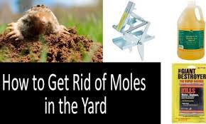 Just be fast with a trap and get it over with. How To Get Rid Of Moles In The Yard Best Traps Poisons Repellents Buyer S Guide