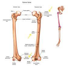 Femur Anatomy Anatomy Anatomy And Physiology Human Anatomy