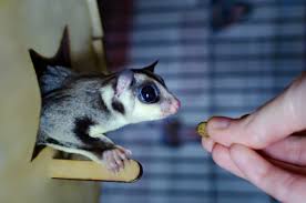 544 likes · 79 talking about this. Petauro Do Acucar Veja Curiosidades E Como Cuidar Do Sugar Glider Guia Animal