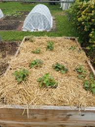 You can grow potatoes in containers, pots, or a special grow bag. Tip Garden Growing Sweet Potatoes In A Raised Bed