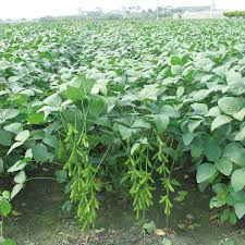 「毛豆」的圖片搜尋結果