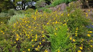 Image result for Lasianthus