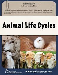 Animal Life Cycles Animal Life Cycles Science Lesson Plans Elementary Life Cycles