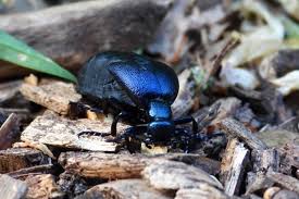 Mitmach Aktion Naturfotos Aus Dem Kreis Wesel Tolle Kafer