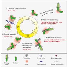 Image result for Centrostigma
