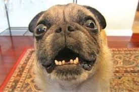 Top 10 Les Voitures De Luxe Les Plus Cheres Du Monde In 2020 Funny Dog Videos Dog Gifs Funny Dogs