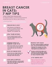Fortunately, advancements in veterinary oncology have led to vastly. Cancer Clues In Cats Cat Wisdom 101 Everything Feline Since 2011