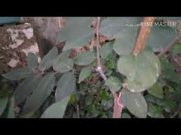 Pohon mentaos di alam liar. Mengenal Bonsai Mentaos Youtube