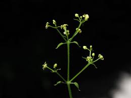 Image result for Rubia cordifolia