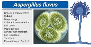 Image result for Asparagus aspergillus