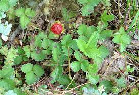 We did not find results for: Strawberry Like Weed Pennlive Com