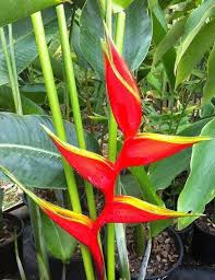 Strictly Bella Heliconia Propagating Plants Orange Christmas