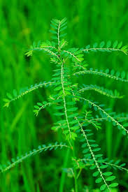 Phyllanthus Niruri Wikipedia Kidney Stones Common Names Include Chanca Piedra Quebra Pedra Bhumyamalaki I Herbal Leaves Ayurvedic Plants Dandruff Remedy