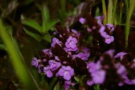 Image result for Striga gesnerioides