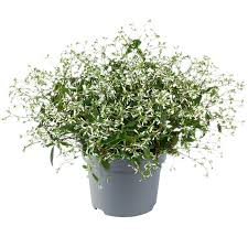 Image result for Euphorbia hypericifolia