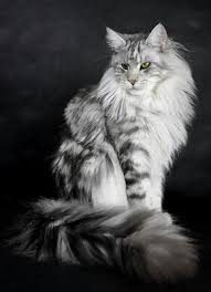 Black And White Maine Coon Cats For Sale Pin On Coon Time