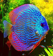 We at off the hook are doing our best to bring you quality marine fish, corals, inverts, freshwater fish & freshwater inverts. Discus Discus Aquariumfreshwaterfishunderwater Discus Fish Pet Fish Tropical Freshwater Fish