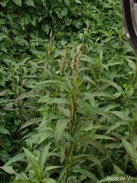 Image result for Persicaria barbata
