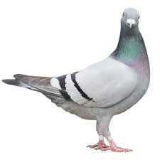 So, how do you get rid of pigeons like the one pictured above? How To Get Rid Of Birds Updated For 2021