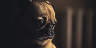 5 000 personnes sont diagnostiquées en france chaque année, comme étant atteintes d'une tumeur au cerveau. La Tumeur Du Cerveau Chez Le Chien Causes Symptomes Traitement Et Prevention