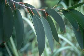 Image result for Iphigenia pauciflora