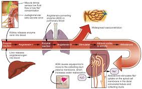 Renin Angiotensin Aldosterone System The Pathway Of Action
