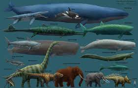 Humpback whales within the brazilian breeding ground: Size Comparison Of Blue Whale And Other Large Animals Xpost From R Whoadude Whales
