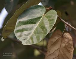 Image result for Pterospermum acerifolium