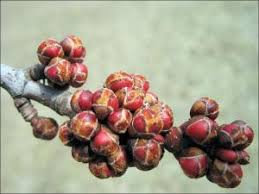 Maple trees can be found in cold biomes. Silver Maple Natural Resource Stewardship