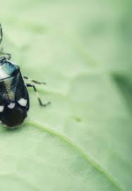 Tomato growers must control insect pests to produce a marketable crop. Tuta Absoluta Meyrick Lepidoptera Gelechiidae An Invasive Insect Pest Threatening The World Tomato Production Intechopen