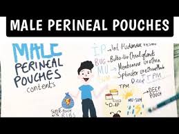18.12.2014 · contents of superficial perineal pouch in female 1. Male Perineal Pouches Superficial Deep Contents Easy Anatomy Mnemonic Youtube