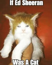 Cat Cats Catsofinstagram Catstagram Catlover Catoftheday Catsagram Catlovers Catering Catalunya Cathed Ed Sheeran Memes Funny Cat Memes Animal Memes