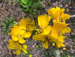 Image result for Cassia angolensis