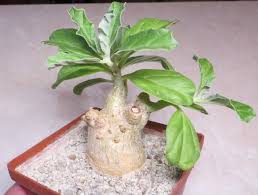 Image result for Pterodiscus aurantiacus