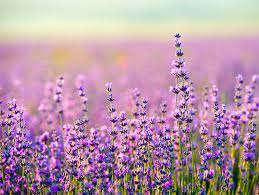 Lavender Flower Hd Wallpapers New Tab Theme Install This Theme And Enjoy Hd Wallpapers Of Lavender Flowers Every Time You Open Lavender Flowers Flowers Image