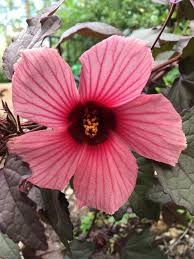 Image result for Hibiscus barbosae
