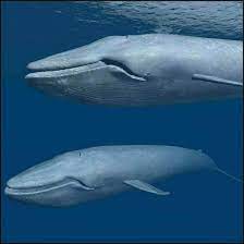 It weighs about 400 pounds. Weight Of Blue Whale What Things Weigh