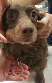 Debbie's been featured in writer's digest, the san diego reader, and. South San Diego Veterinary Hospital Home Facebook
