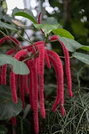 Image result for Aframomum angustifolium