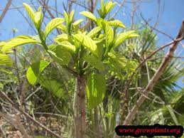 Image result for Berchemia