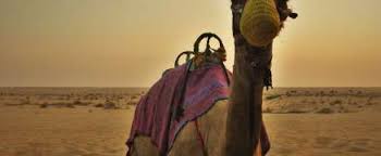 Other names include i don't know about camel. Coffee Recipe And Preparation In The United Arab Emirates Bunaa