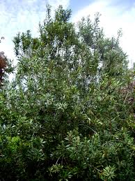 We did not find results for: Plantfiles Pictures California Wax Myrtle Pacific Waxmyrtle Morella Californica 1 By Lehua Mc