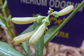 Image result for Sphaeropsis tumefaciens oleander symptoms