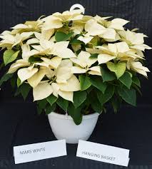 Check out our green bay wi selection for the very best in unique or custom, handmade pieces from our shops. Constant Contact New Session Required Flower Delivery Hanging Baskets Order Flowers Online