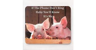 Funny animal jokes cute funny animals funny animal pictures animal memes animal humor funniest animals funny animal sayings cat sayings. Funny Pig Memes With Funny Pig Sayings And Quotes Mouse Pad Zazzle Com