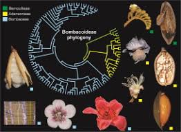Image result for Malvaceae subfamily Bombacoideae