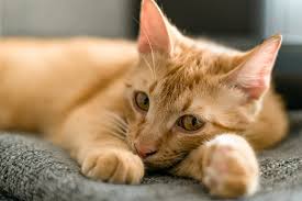 Type 1 diabetes damages the pancreas. Top Eye Problems For Cats