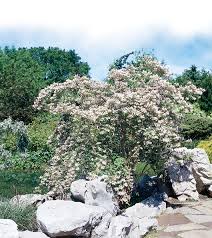 Image result for Kolkwitzia amabilis