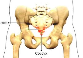 Tailbone Pain Explained Provenance Rehabilition Pelvic Physical Therapy