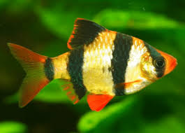 Tiger Barbs Feeding Breeding Behavior Information In